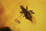 Fossil Springtail (Symphlypleones) & Fly (Empididae) In Baltic Amber #105498-2